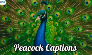Peacock Captions