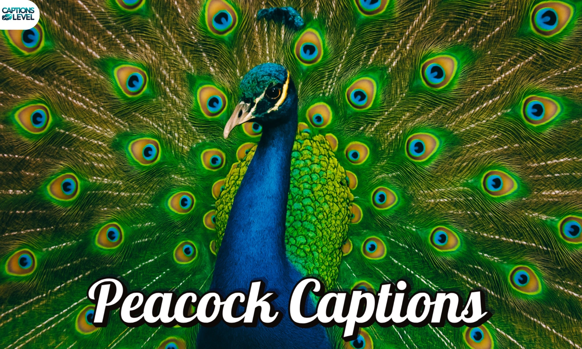 Peacock Captions
