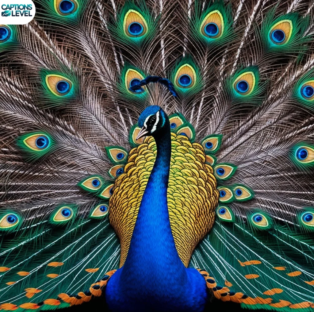 Short Peacock Captions For Instagram